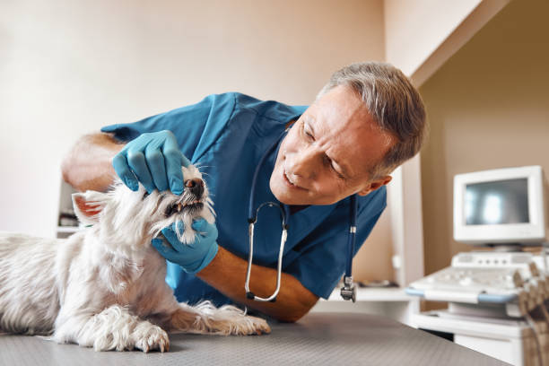Best Emergency Dental Care for Abscessed Tooth in Santa Ynez, CA